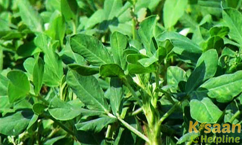 टीबीजी-39 (TBG-39)